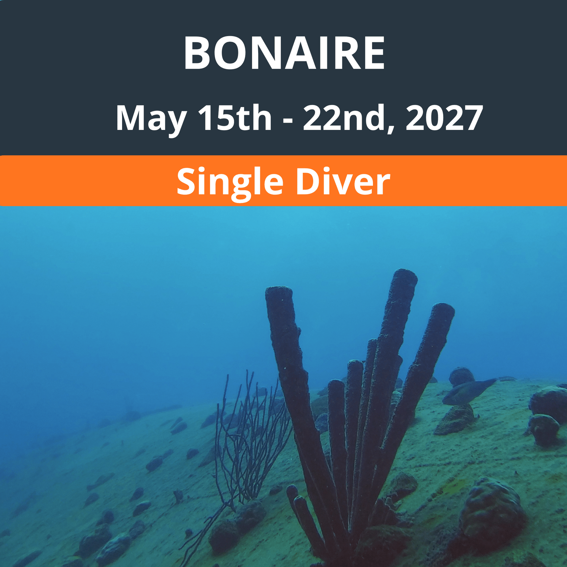 Bonaire Dive Vacation 2027 - Single Diver - 6