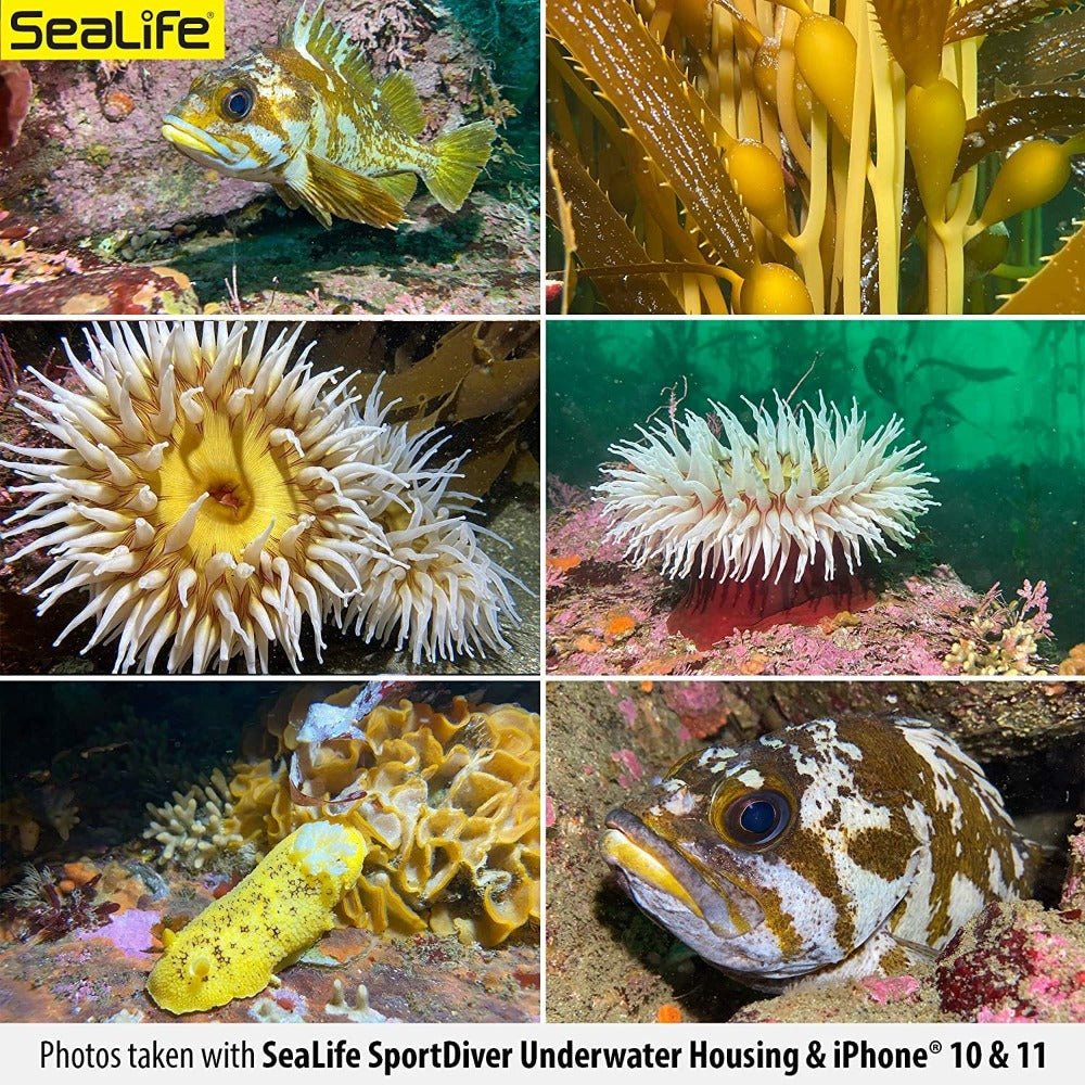 Sealife SportDiver Underwater Housing for iPhone and Android - Sealife SportDiver Underwater Housing for iPhone - 7